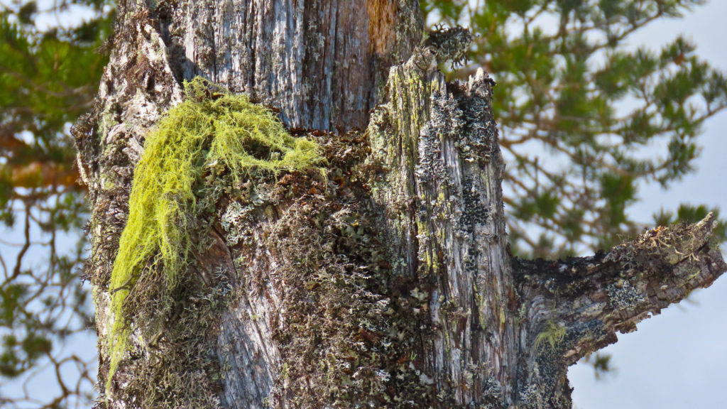 Skogstandard har skjerpet kravene til vern av tørre trær
