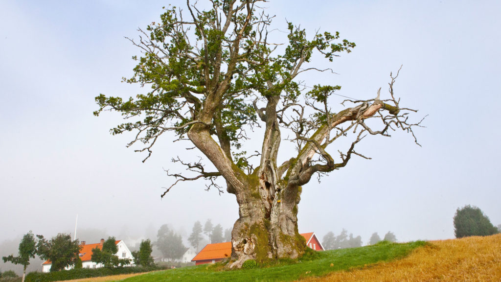 Bokanmeldelse av boka «Trettitre norske trær og hva de har vært vitne til.»