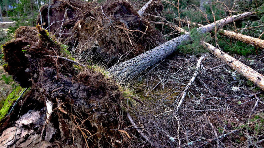 Har du nødvendig kompetanse for manuell vindfallhogst?