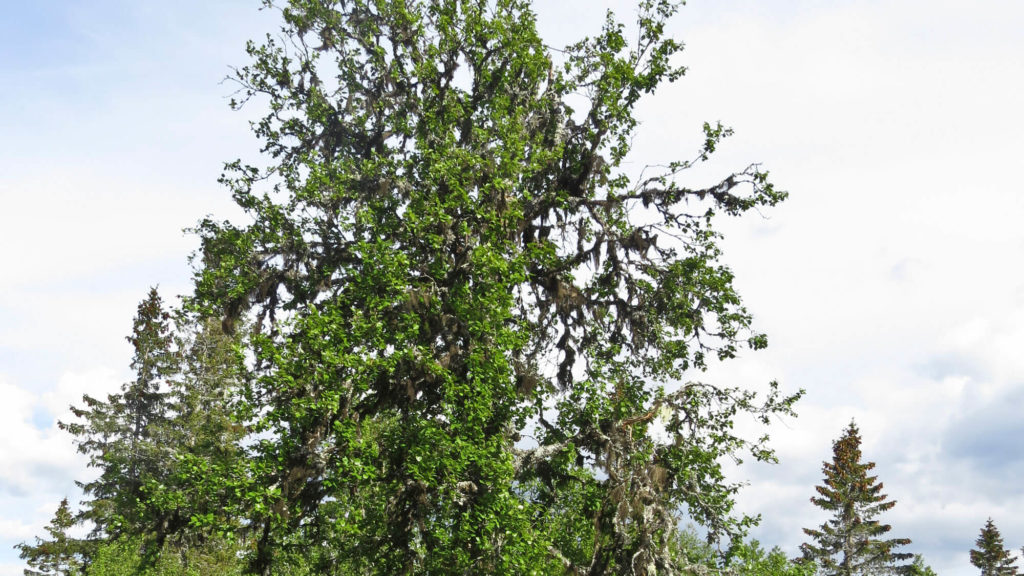 Legg vedhogsten utenom hekketida