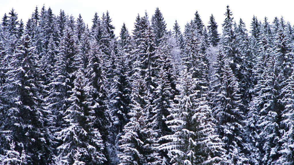 Mer penger til skogvern enn opprinnelig foreslått