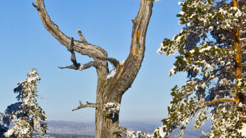 Naturens kunstverk er ikke til salgsved eller bålved