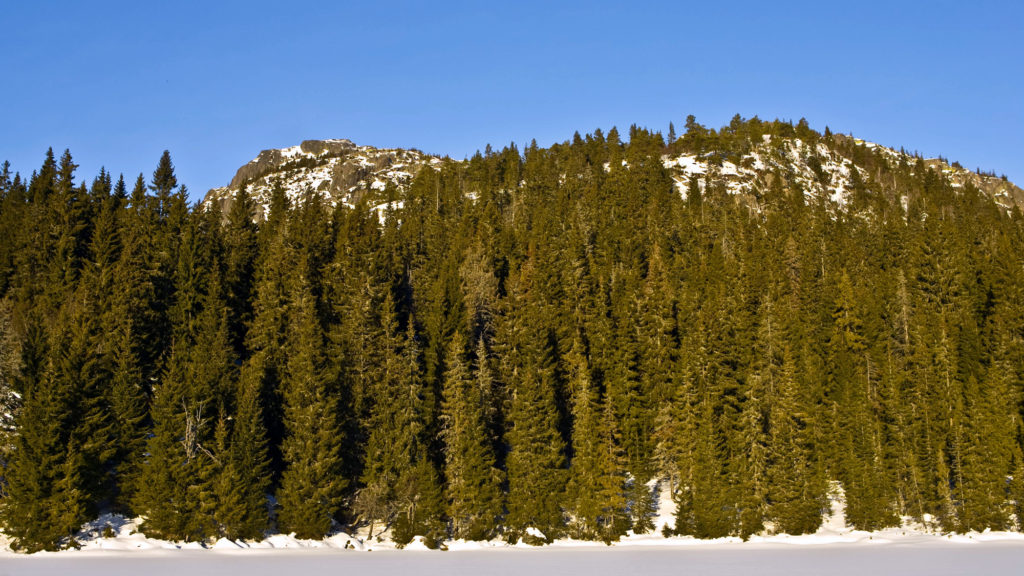 Tidsskriftet Norsk Skogbruk vil fokusere på stedstilpasset skogbruk