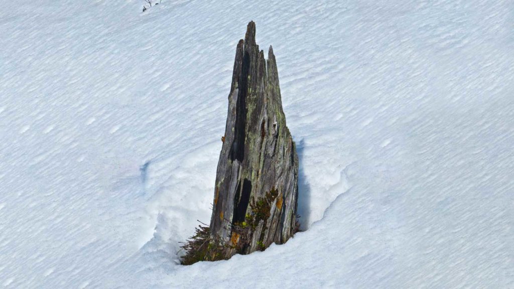 Eldgamle tyrirøtter må ikke lenger brukes til bålved